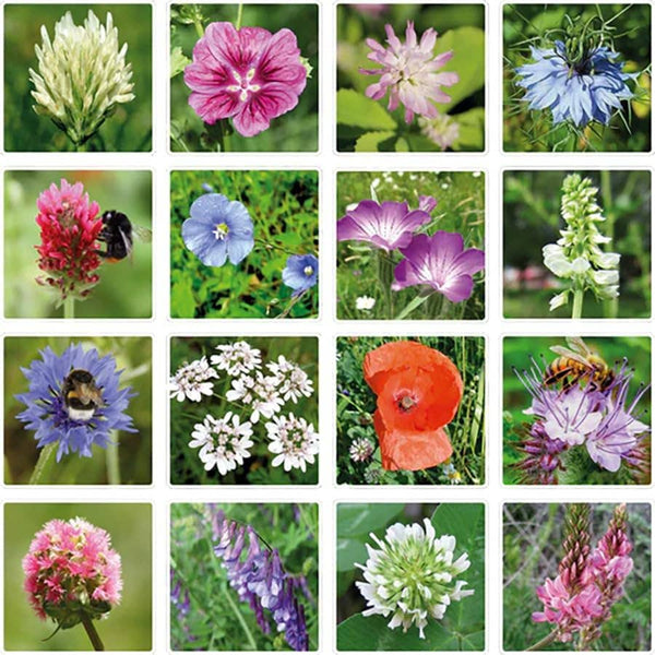 Blossombs Small Box - Dear Teacher-  7 Seed Bomb Balls